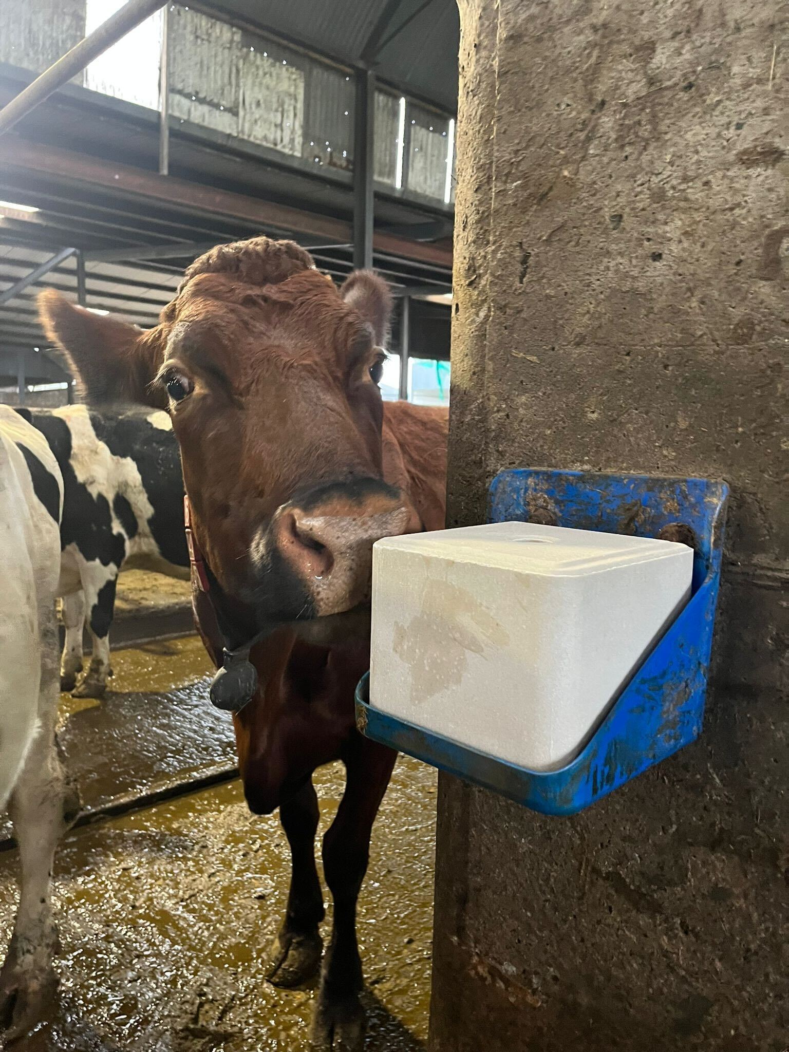 Super Phos 5% Pre Calver Block