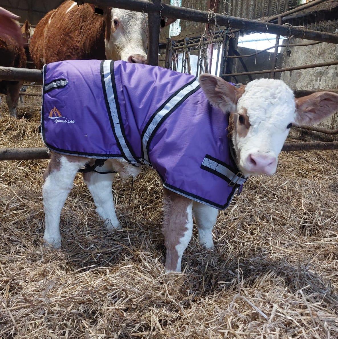 Comfy Calf Jacket