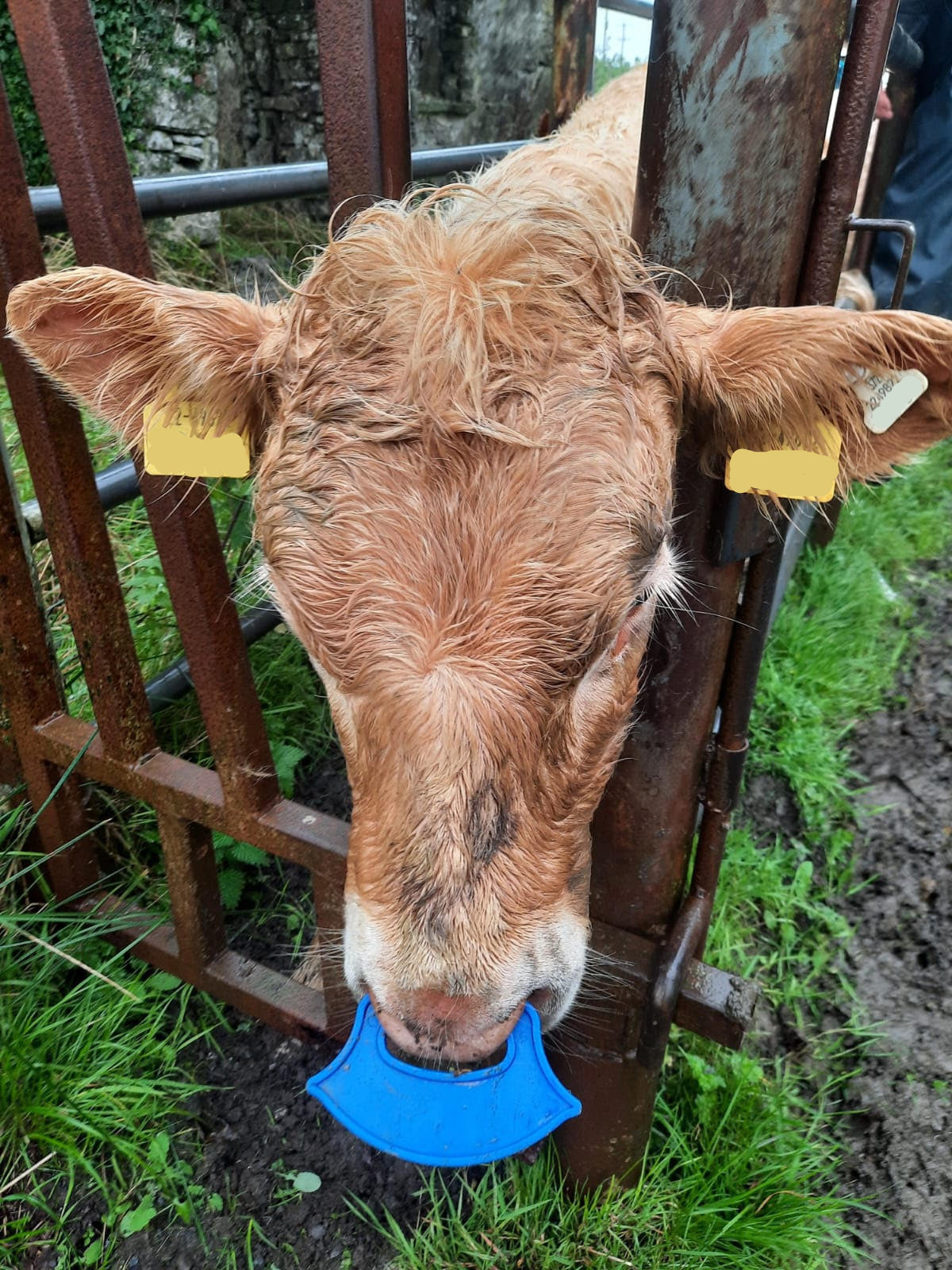 Easy Wean Nose Paddles